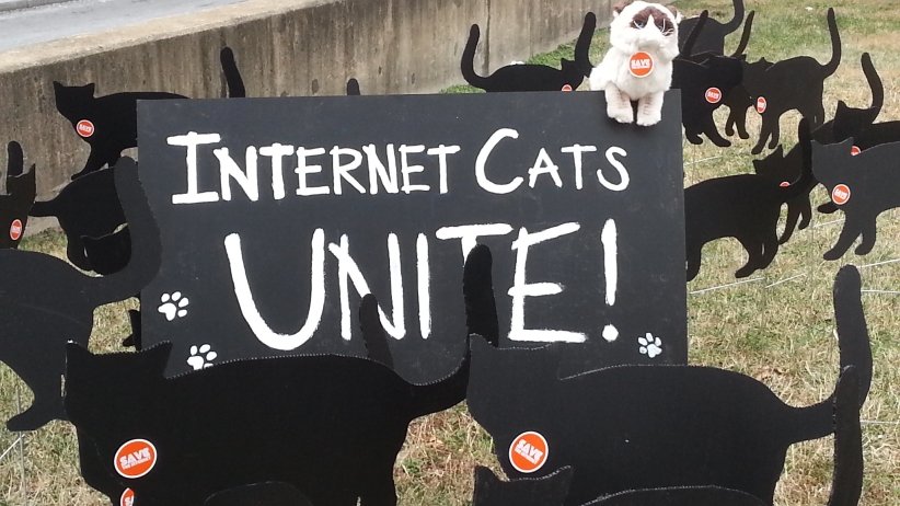 Cardboard cats besides sign reading "Internet Cats Unite!"
