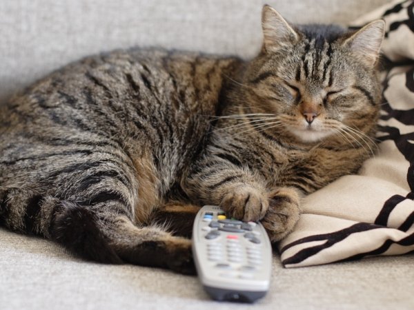 Sleeping cat with remote control
