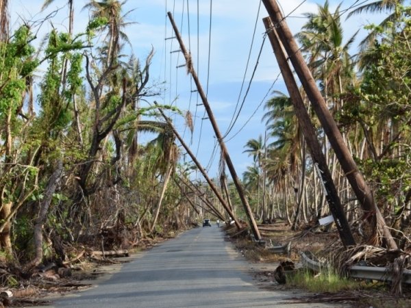 Damaged trees and leaning electric poles in hurricane-ravaged Puerto Rico