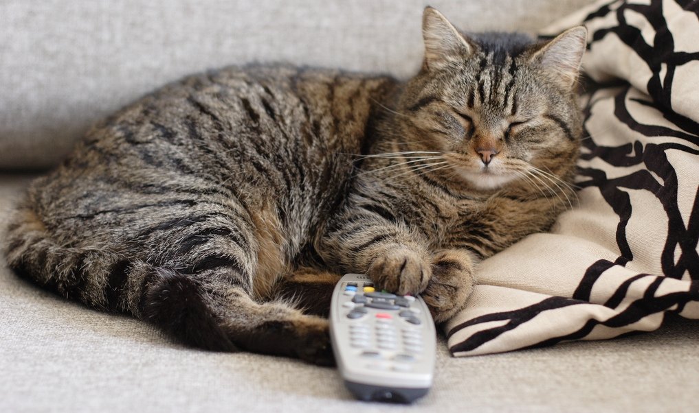 Sleeping cat with remote control
