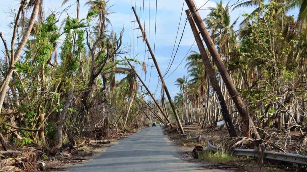 Damaged trees and leaning electric poles in hurricane-ravaged Puerto Rico